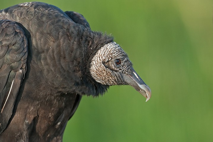 Rabengeier Coragyps atratus Black Vulture